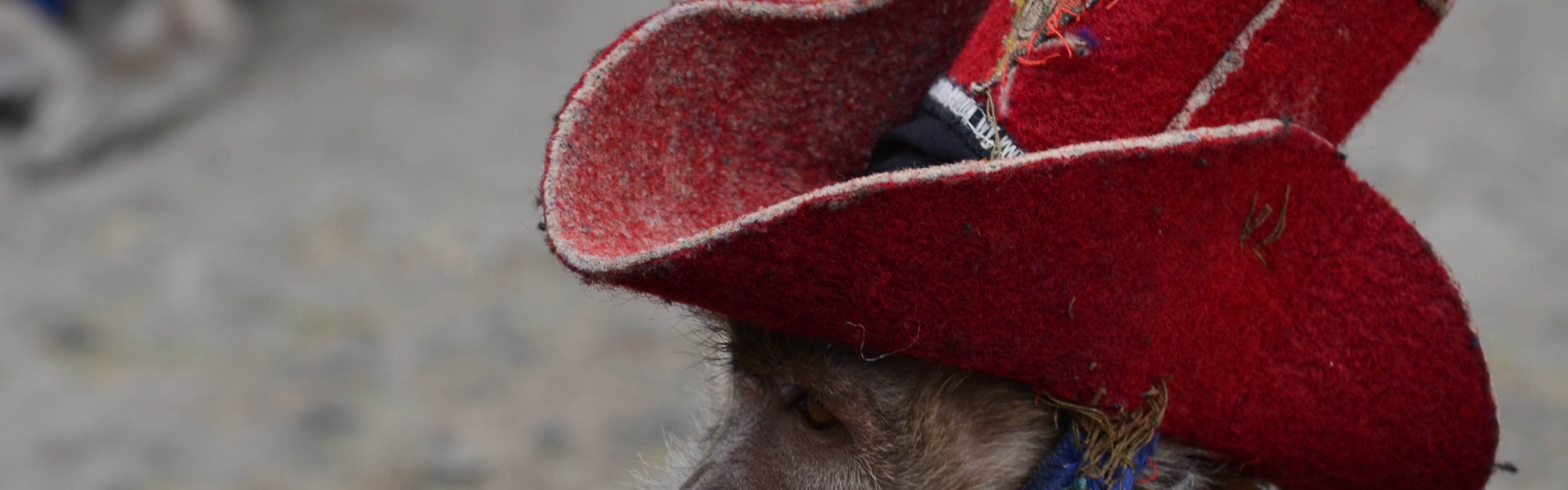 Cowboy Monkey