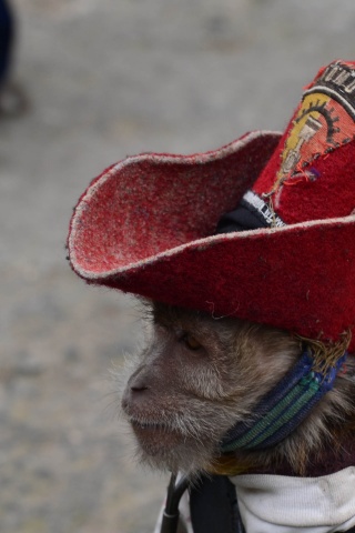 Cowboy Monkey