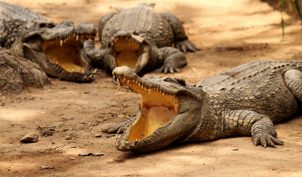 Crocodiles Bask In The Sun