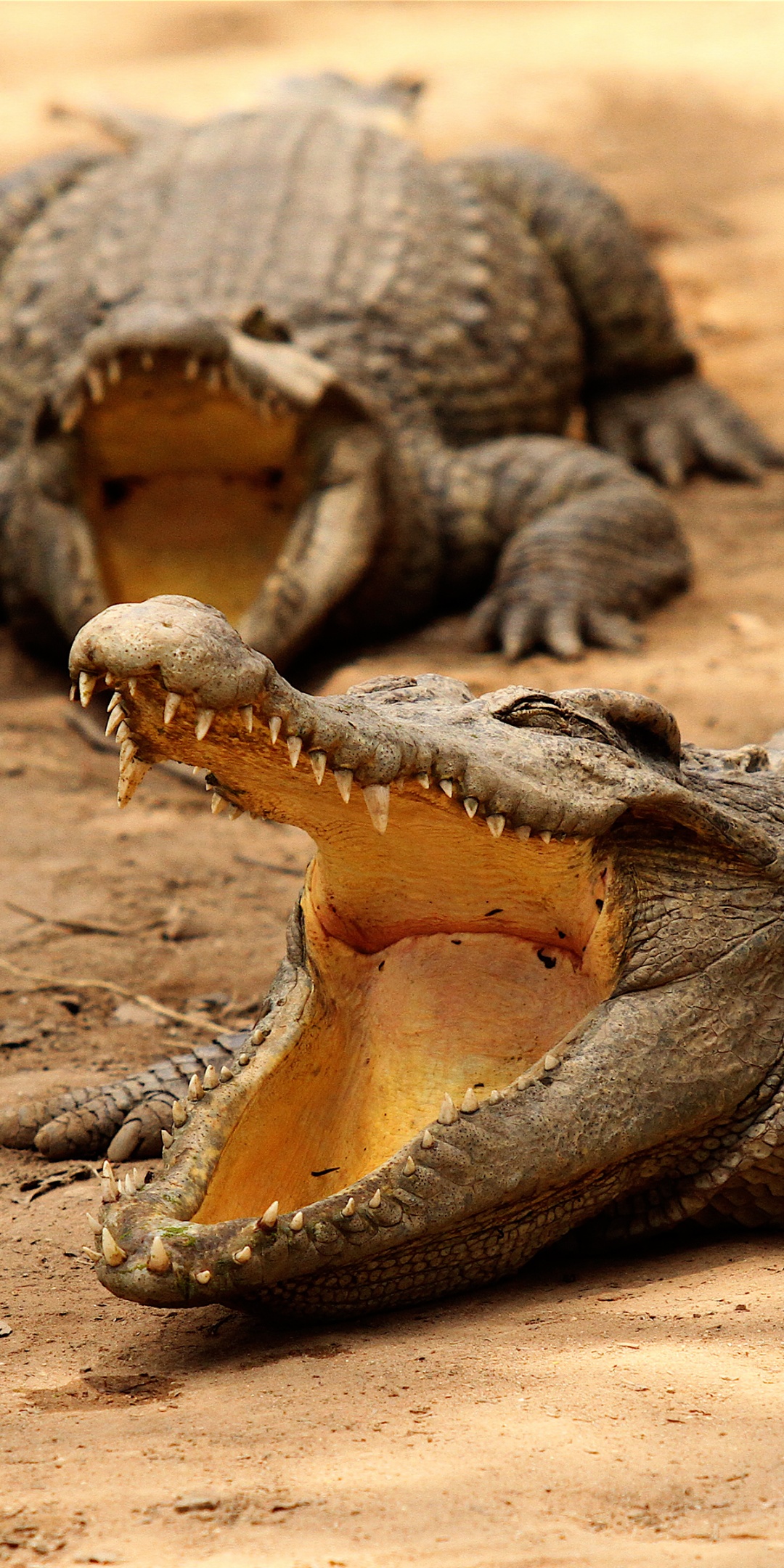 Crocodiles Bask In The Sun