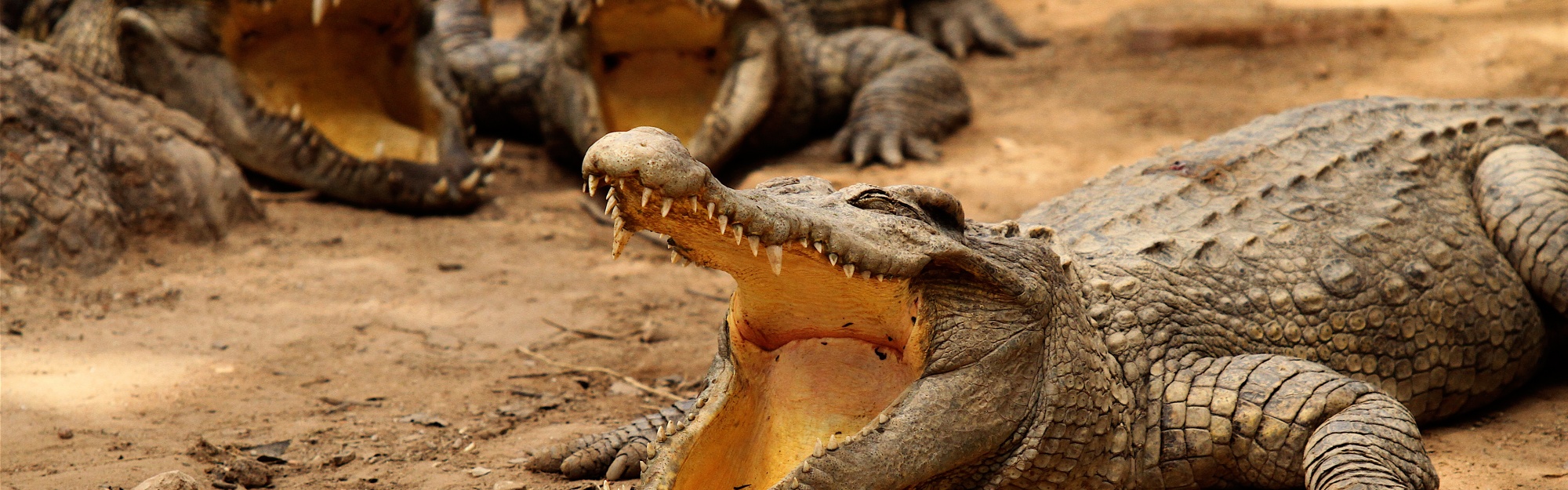 Crocodiles Bask In The Sun