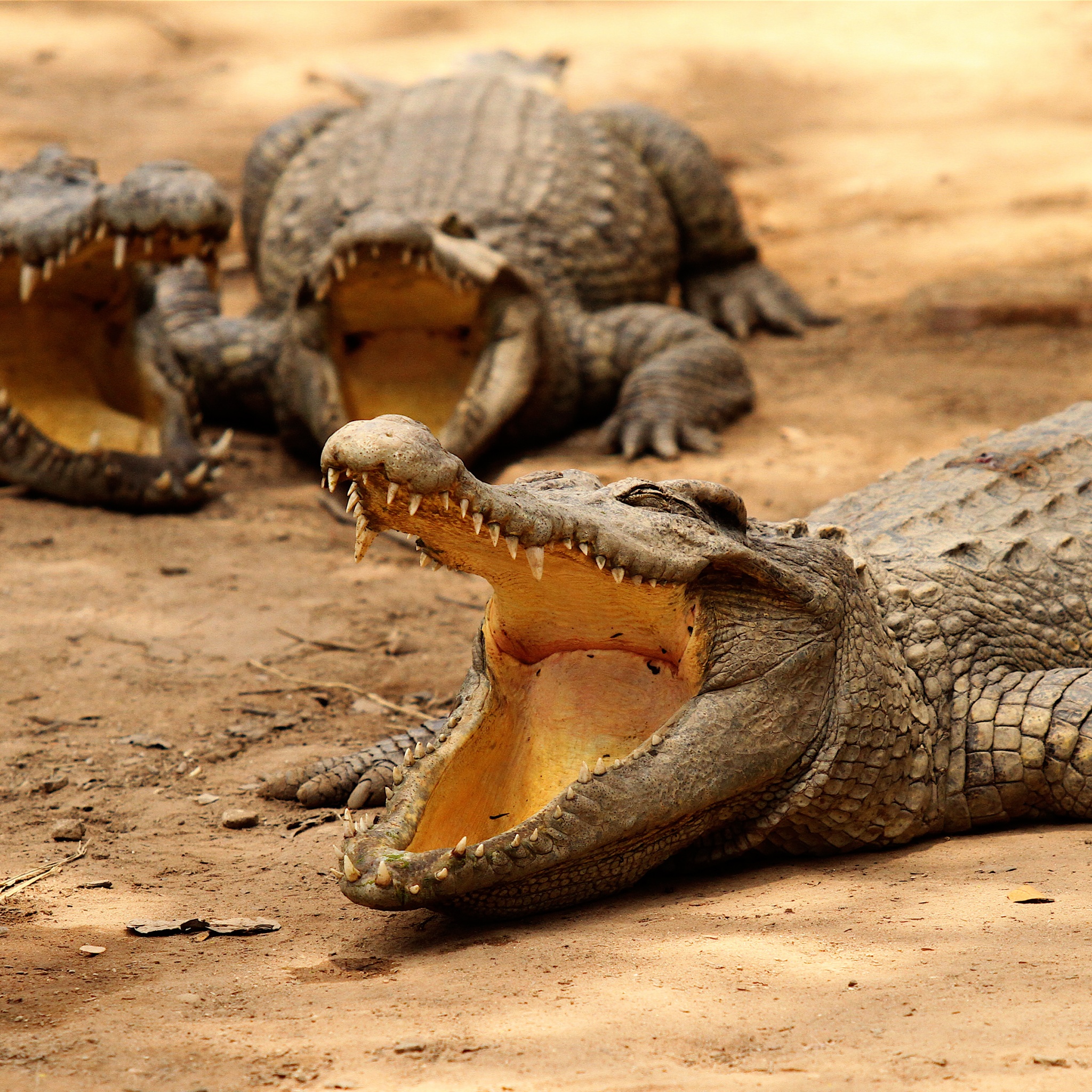 Crocodiles Bask In The Sun