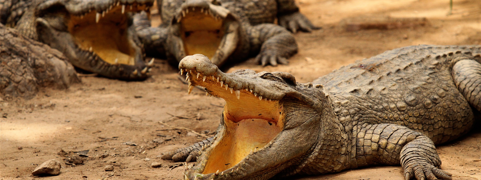 Crocodiles Bask In The Sun