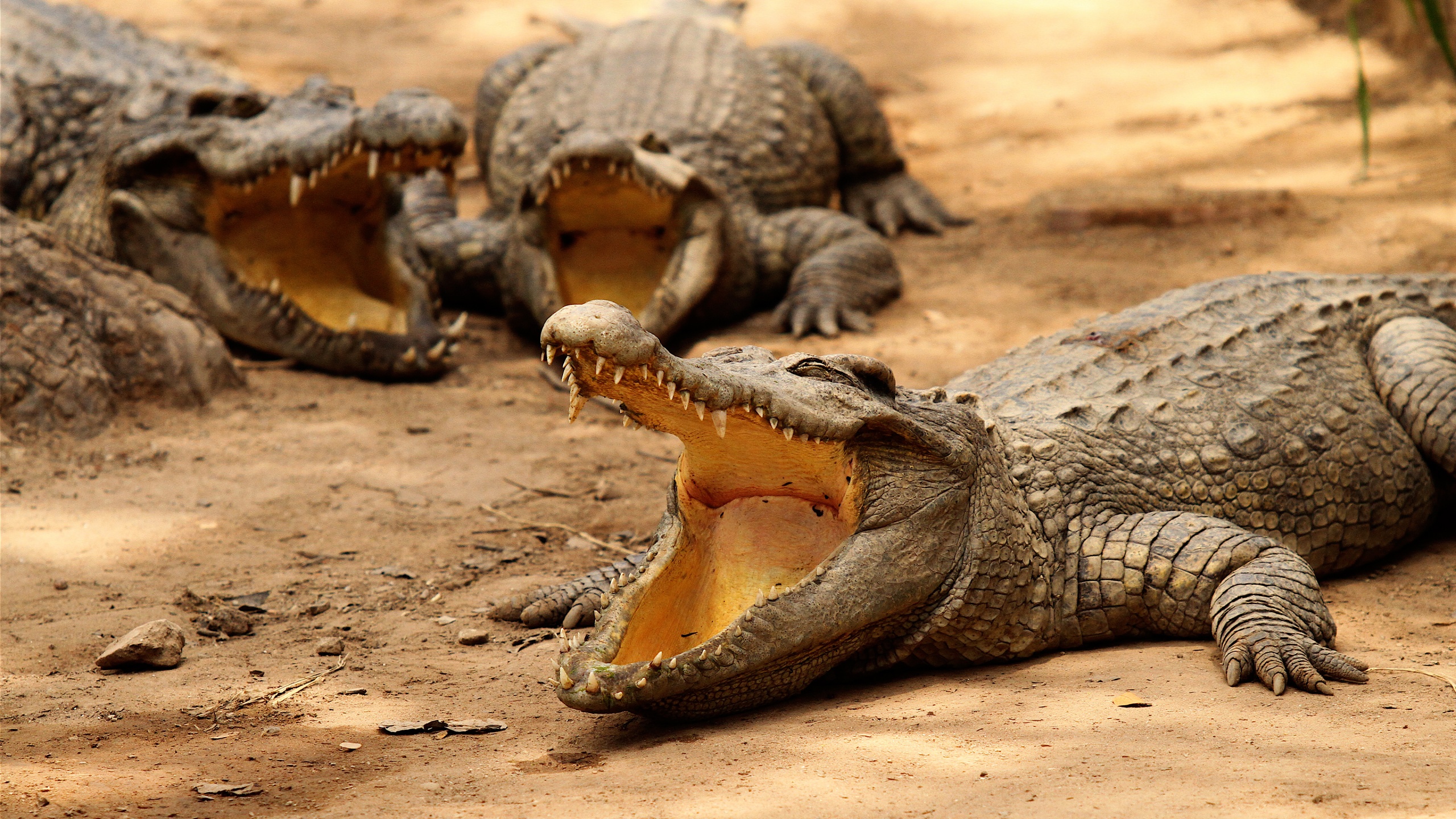 Crocodiles Bask In The Sun