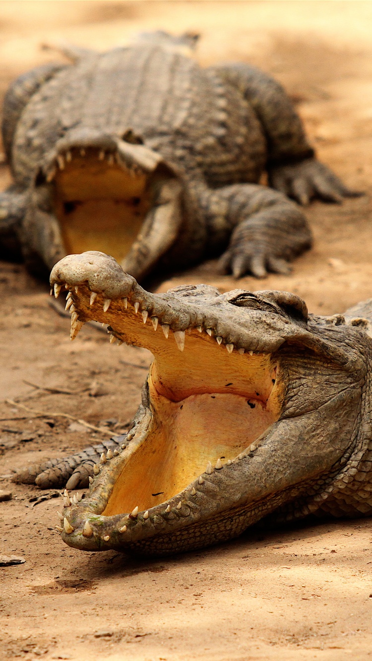 Crocodiles Bask In The Sun