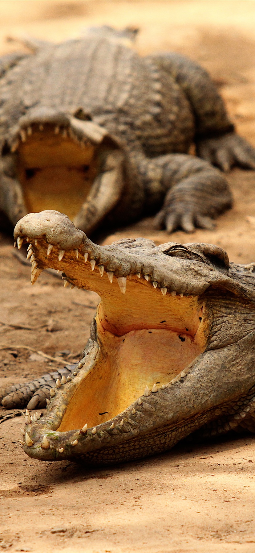 Crocodiles Bask In The Sun