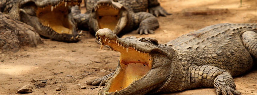 Crocodiles Bask In The Sun