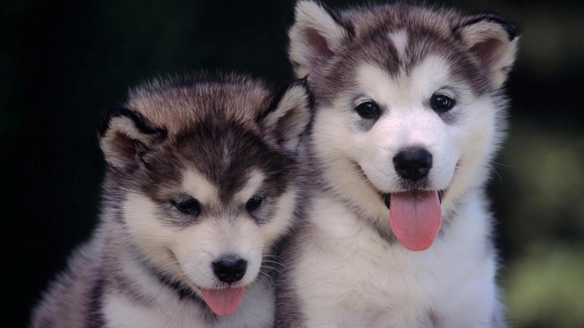 Cute Alaskan Malamute Puppies