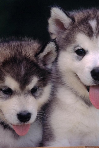 Cute Alaskan Malamute Puppies