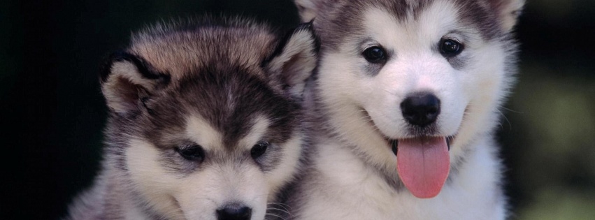 Cute Alaskan Malamute Puppies