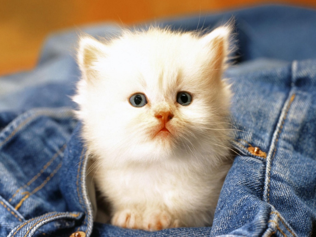 Cute Cat Baby