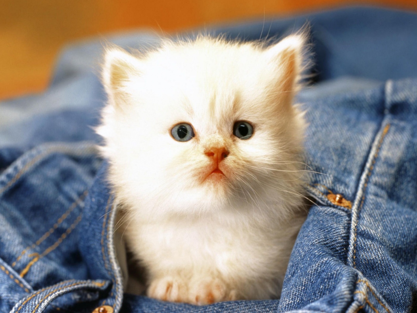 Cute Cat Baby