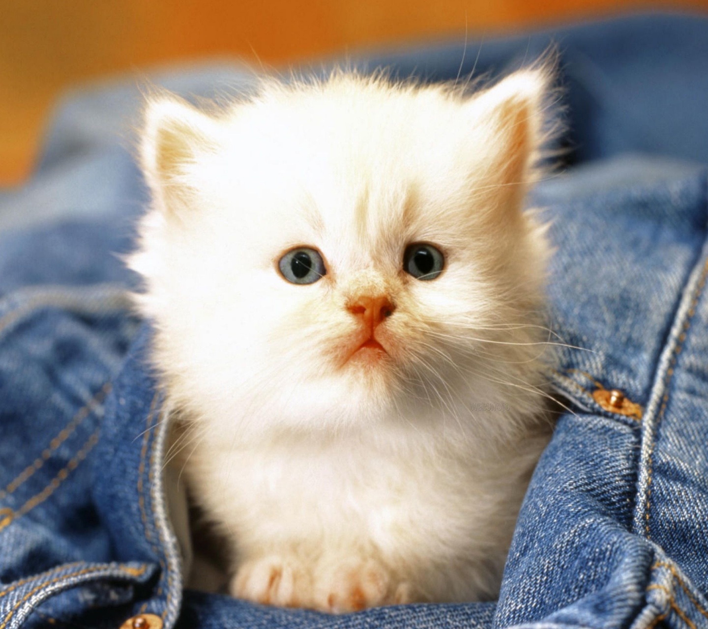 Cute Cat Baby