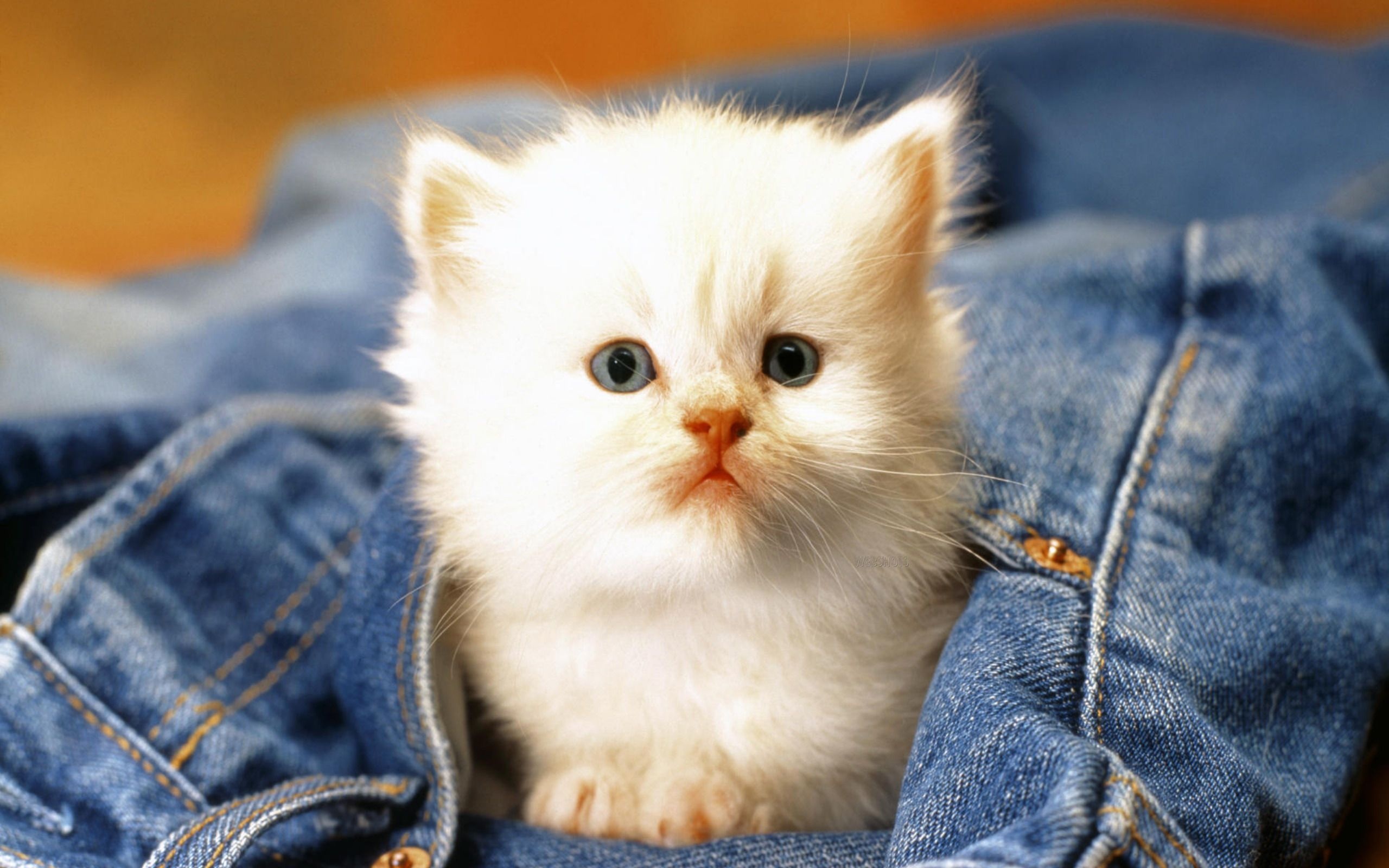 Cute Cat Baby