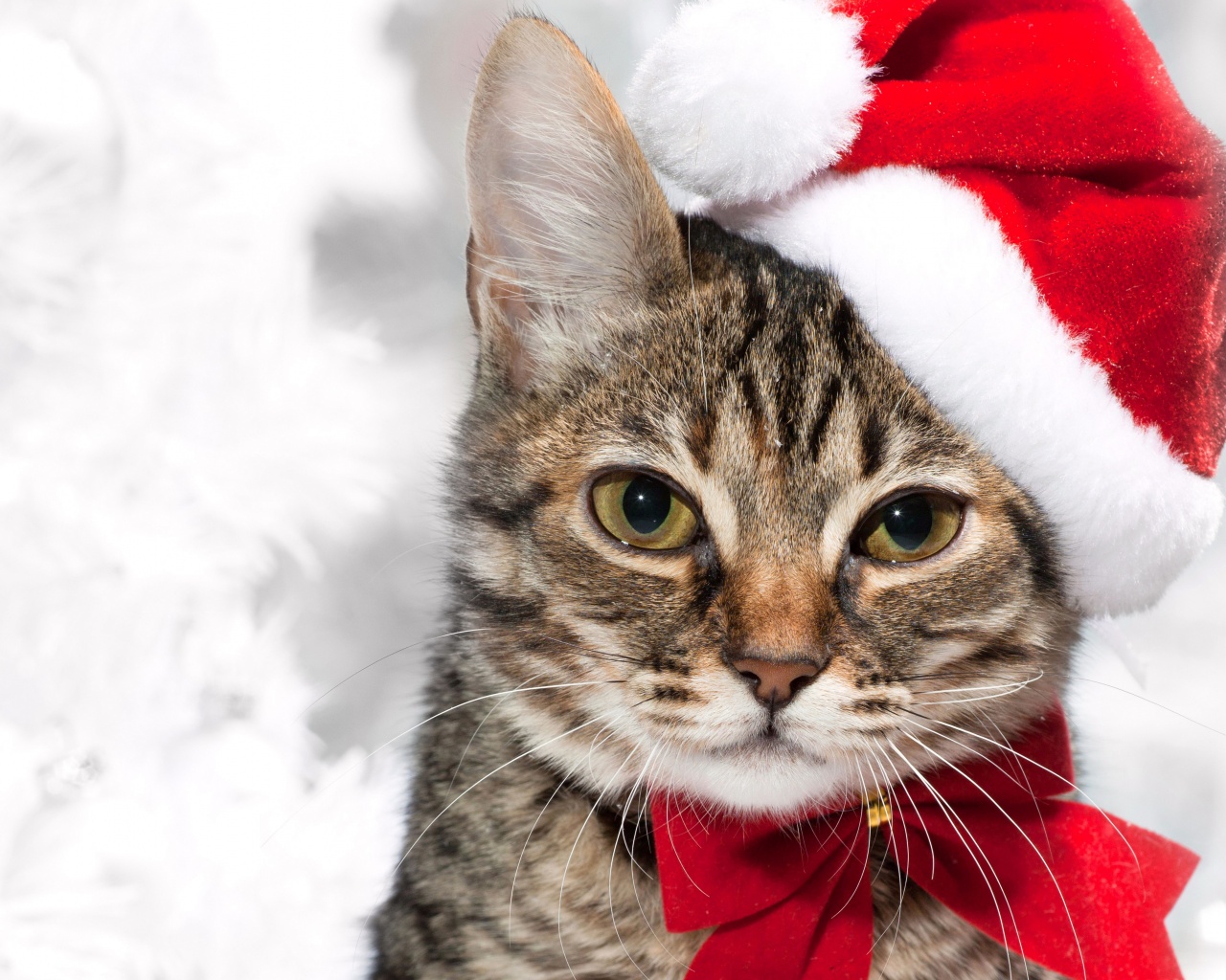 Cute Cat In Santa Hats