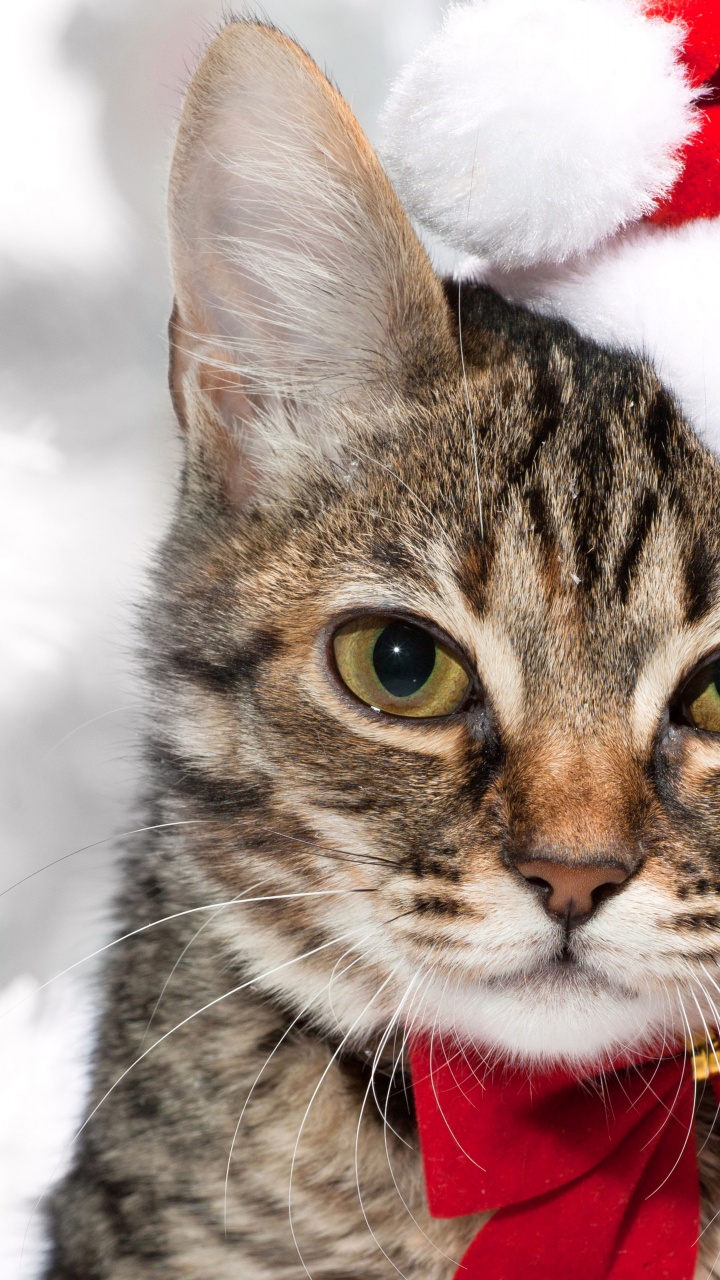 Cute Cat In Santa Hats