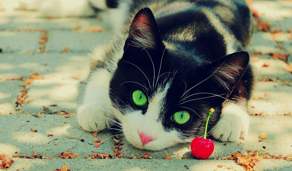 Cute Cat Photography