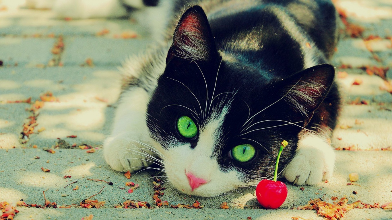 Cute Cat Photography