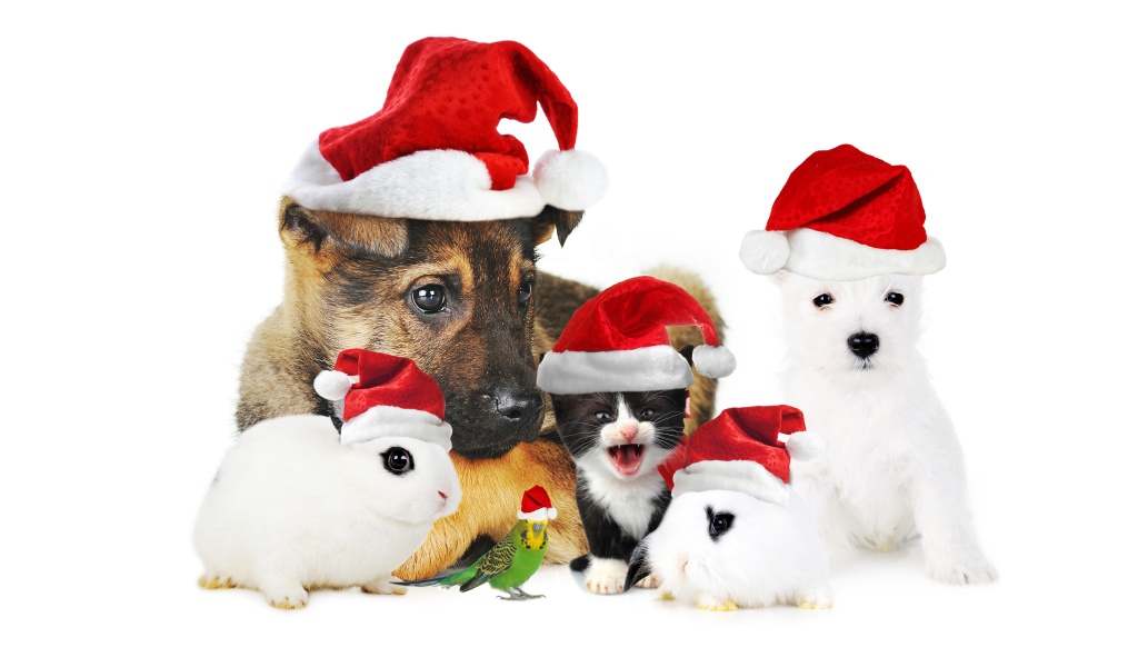 Cute Christmas Animals