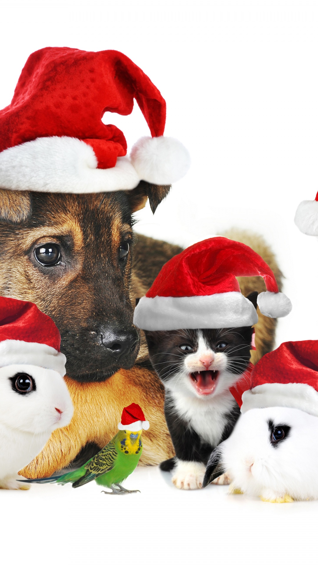 Cute Christmas Animals