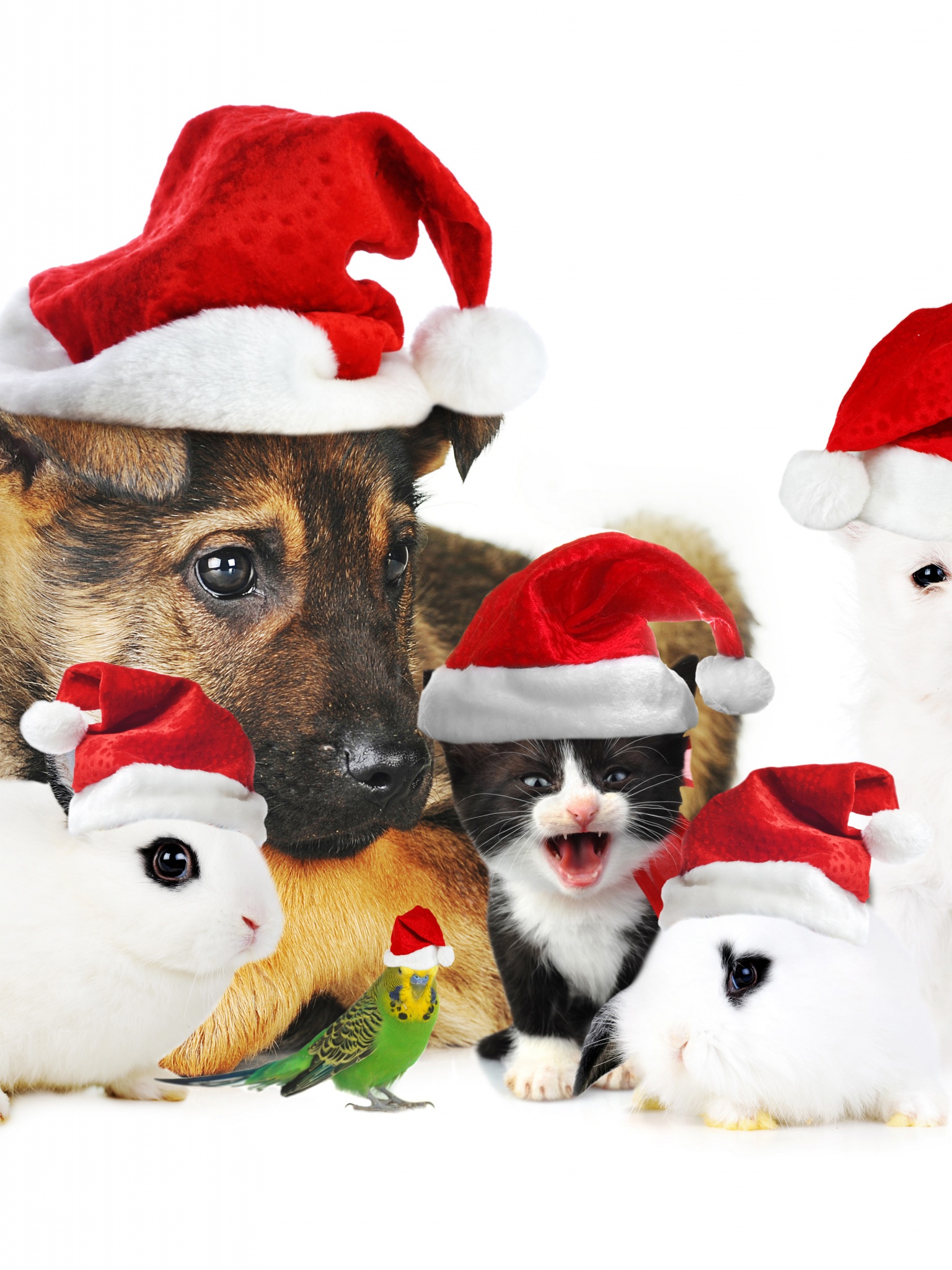 Cute Christmas Animals