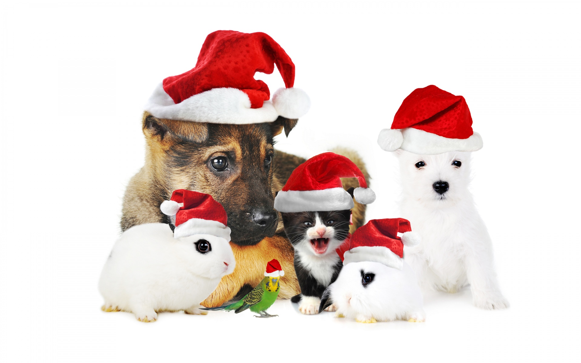 Cute Christmas Animals