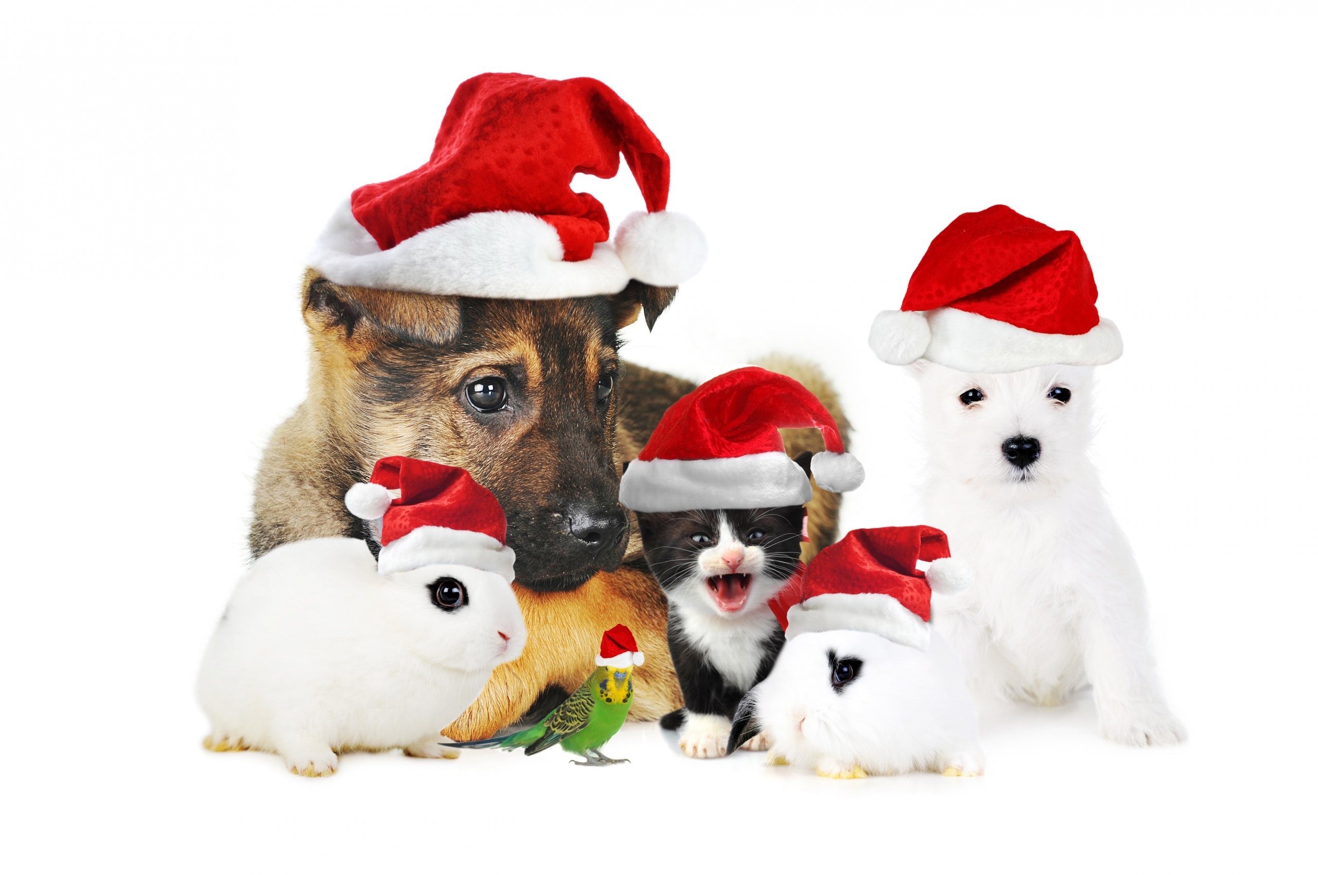 Cute Christmas Animals