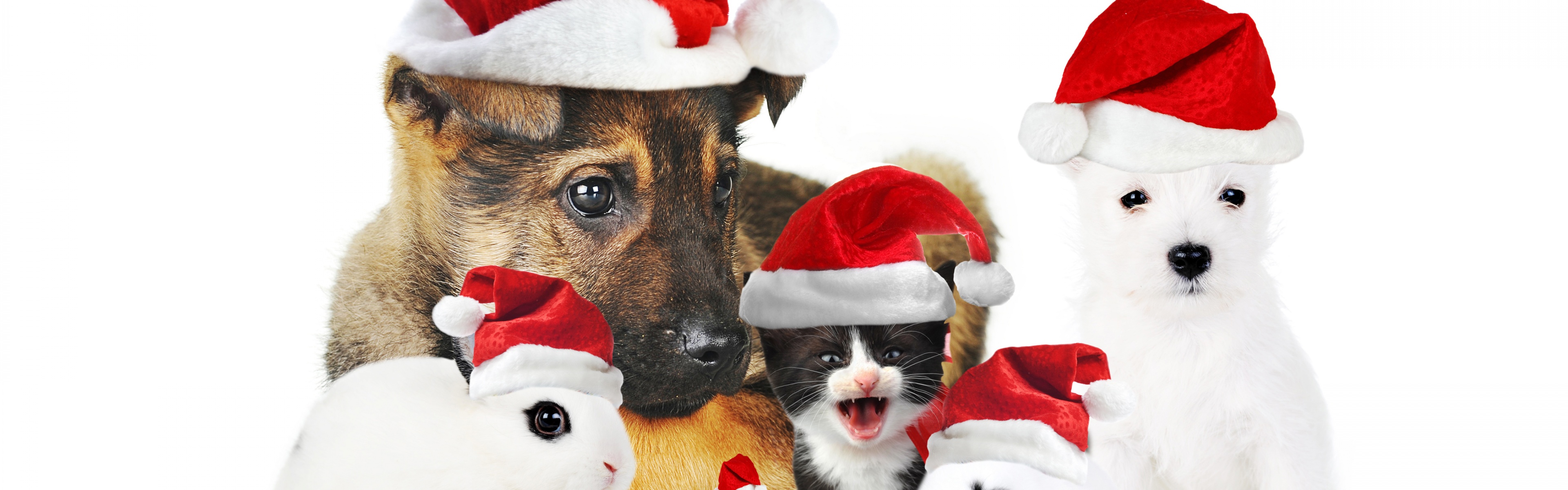 Cute Christmas Animals