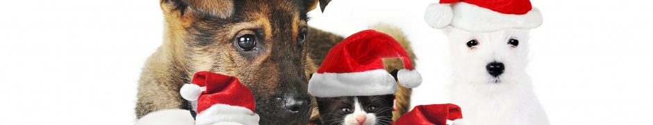 Cute Christmas Animals