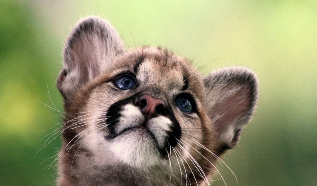 Cute Cougar Baby