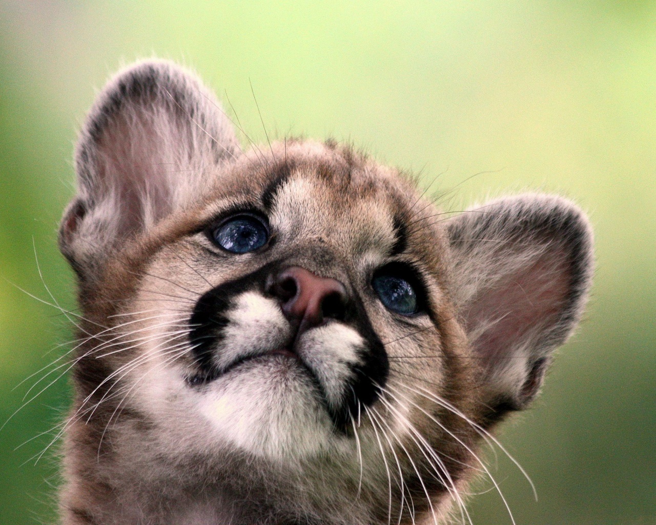 Cute Cougar Baby