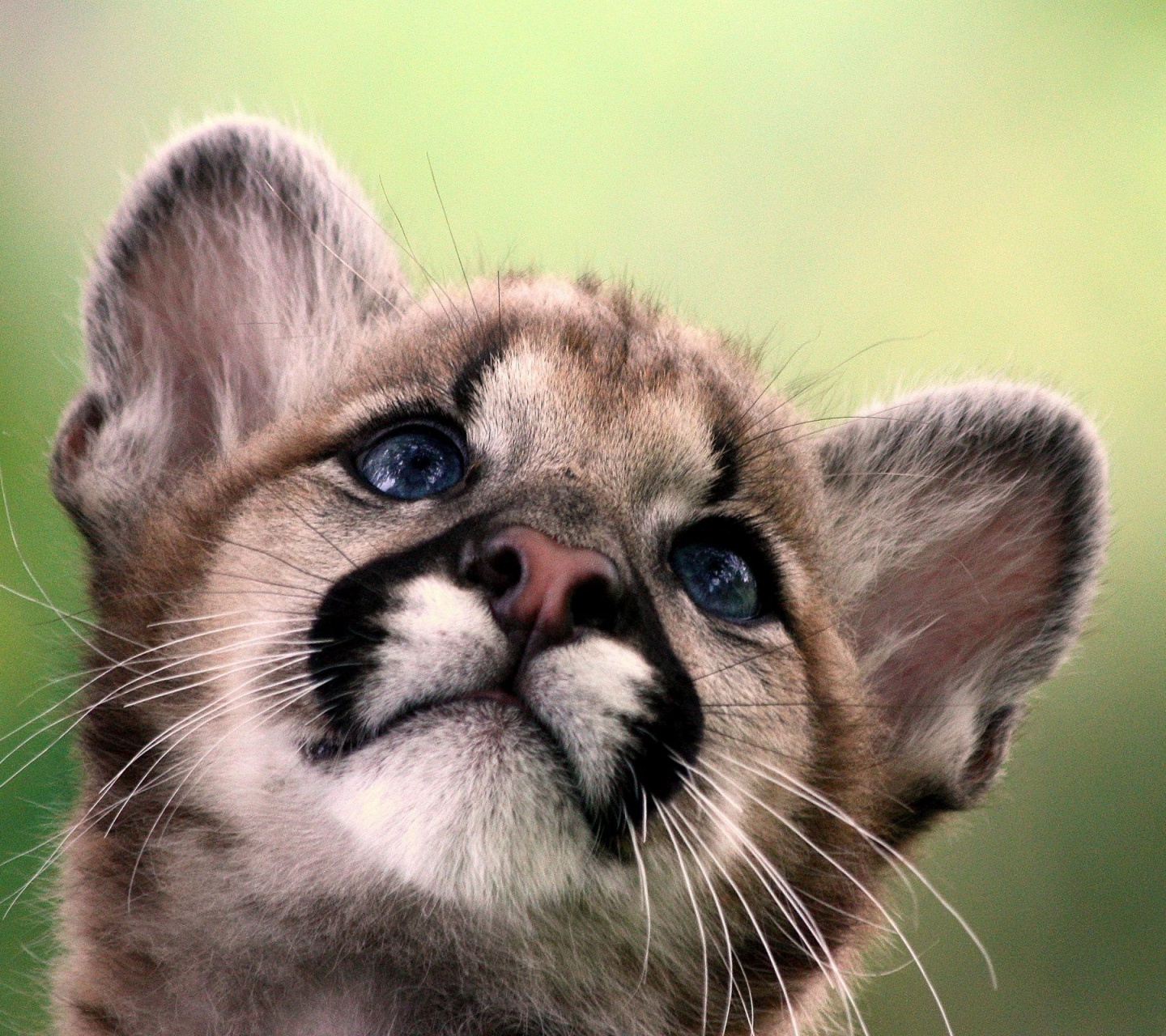 Cute Cougar Baby