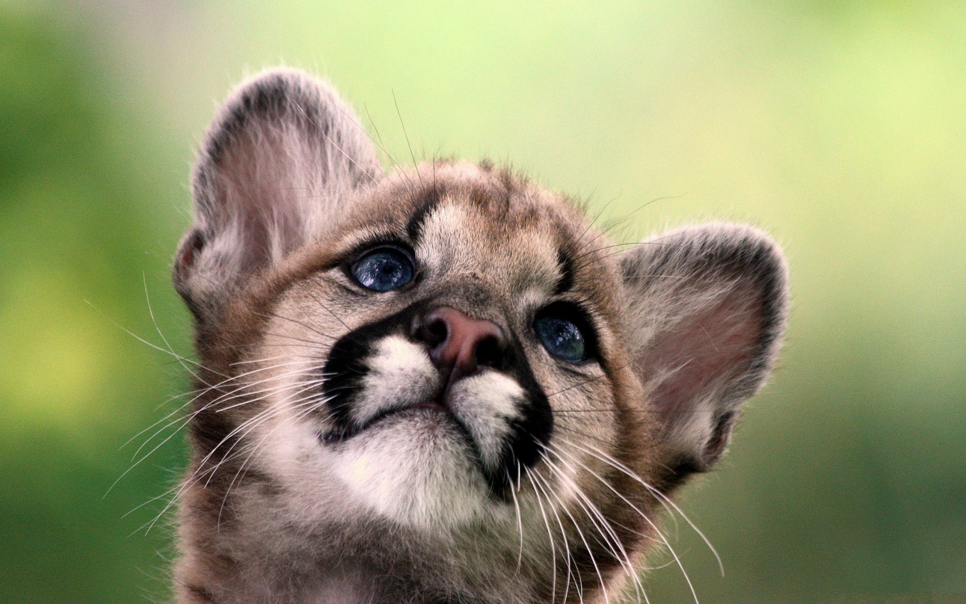 Cute Cougar Baby