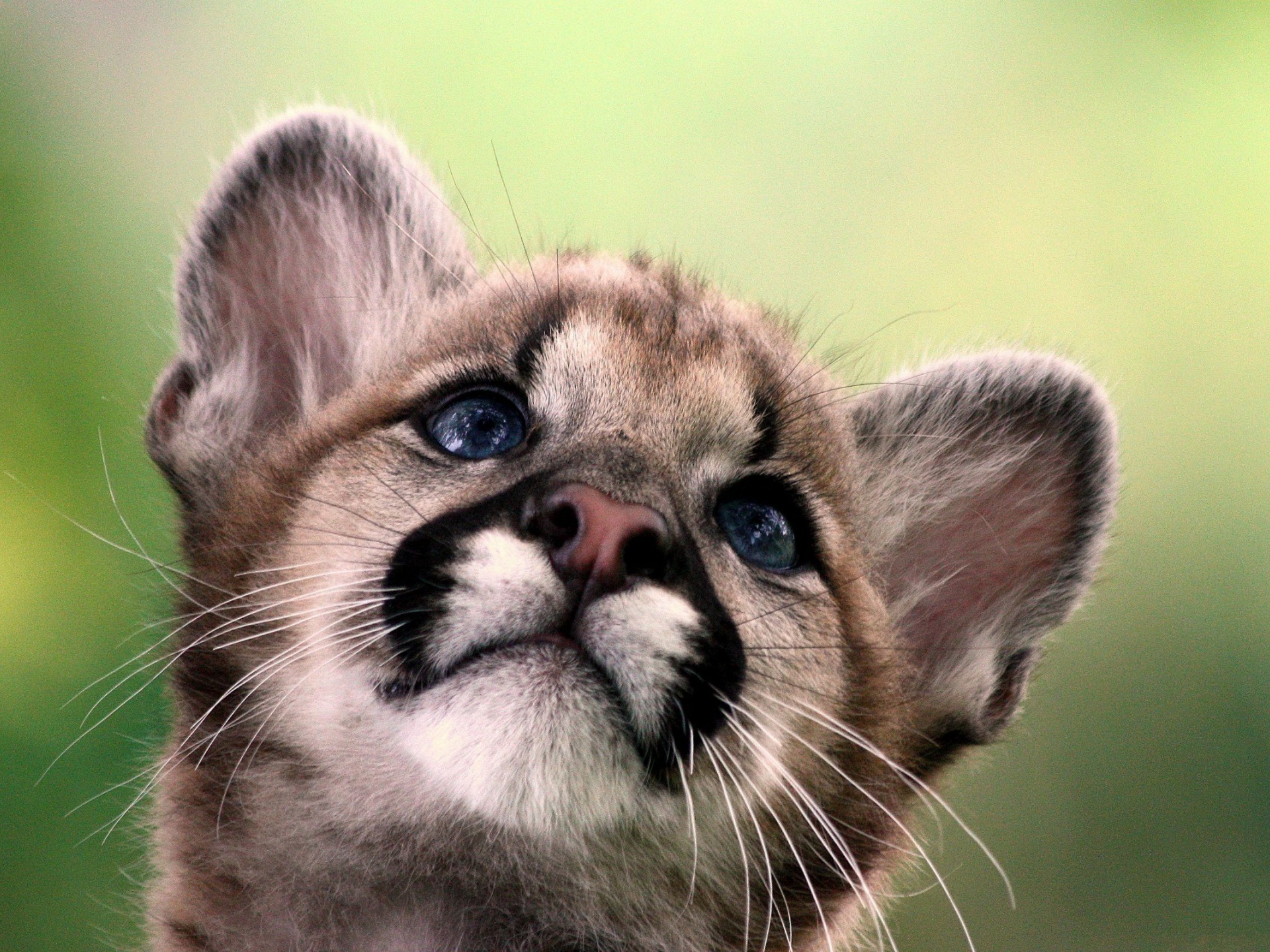 Cute Cougar Baby