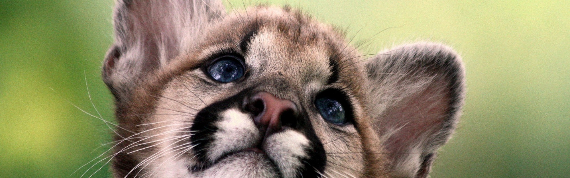 Cute Cougar Baby