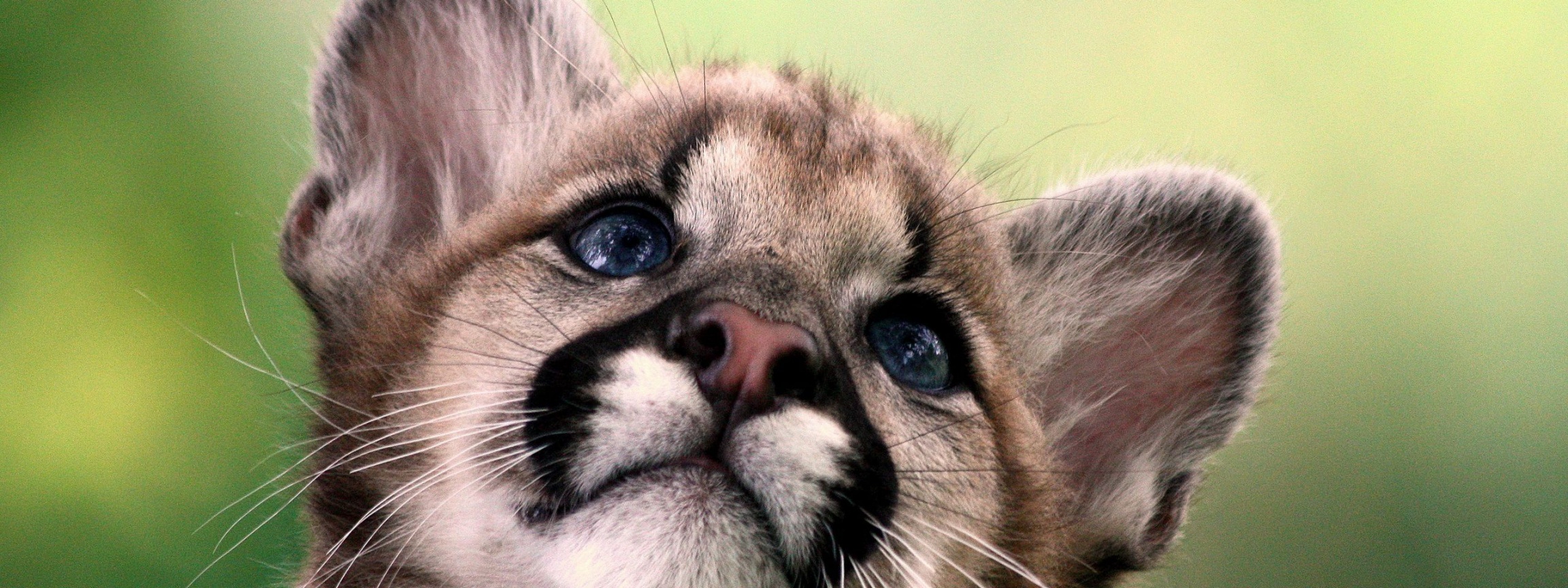 Cute Cougar Baby