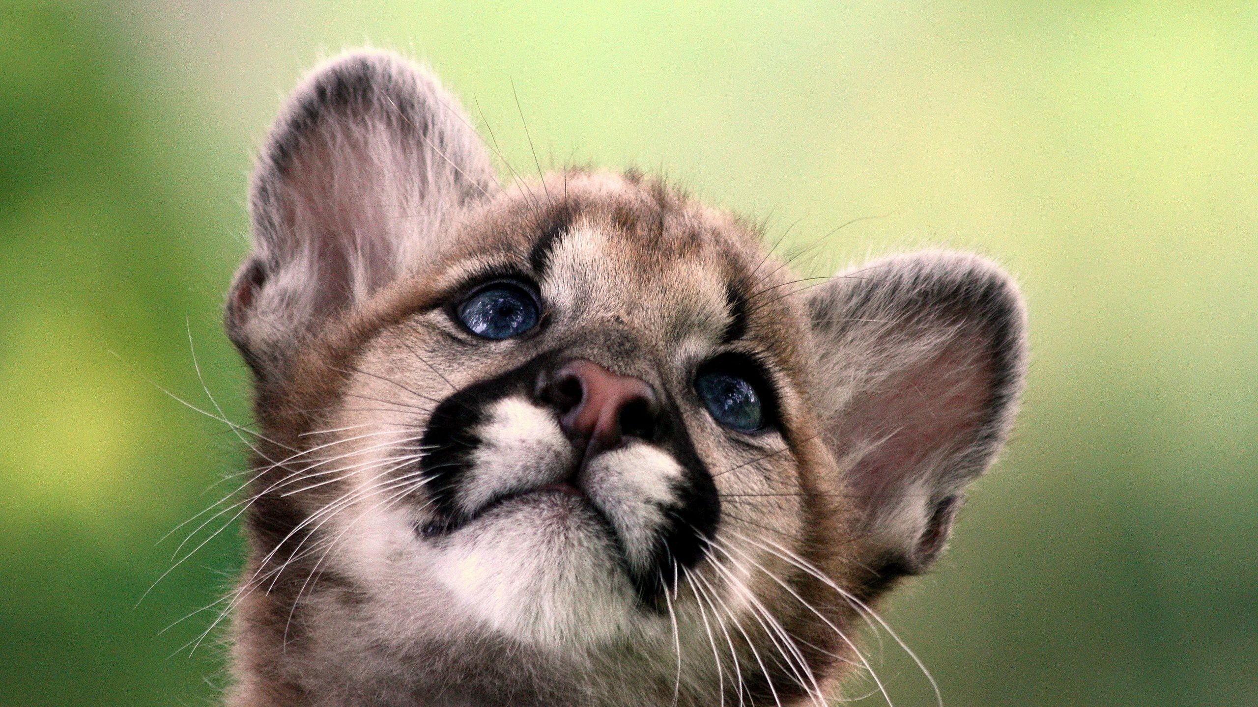 Cute Cougar Baby