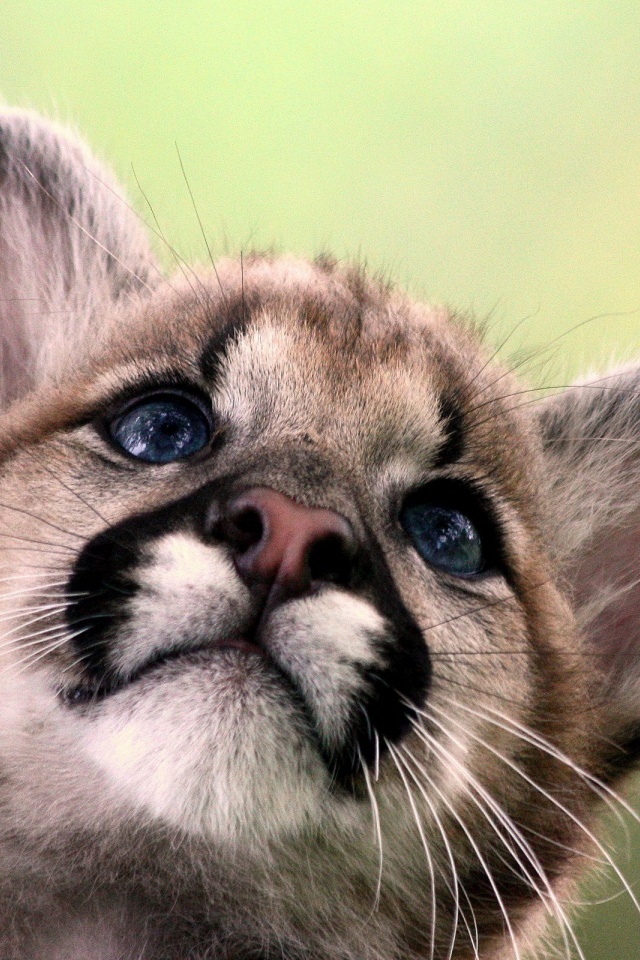 Cute Cougar Baby