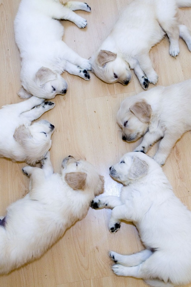 Cute Dog Puppies