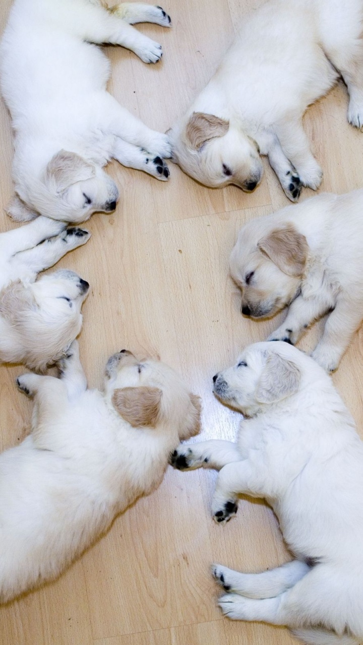 Cute Dog Puppies