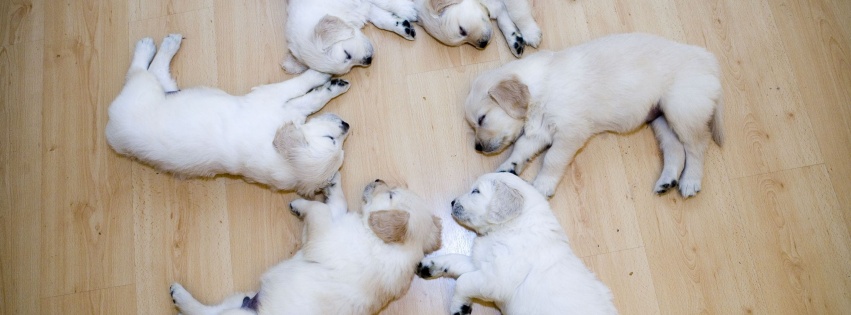 Cute Dog Puppies