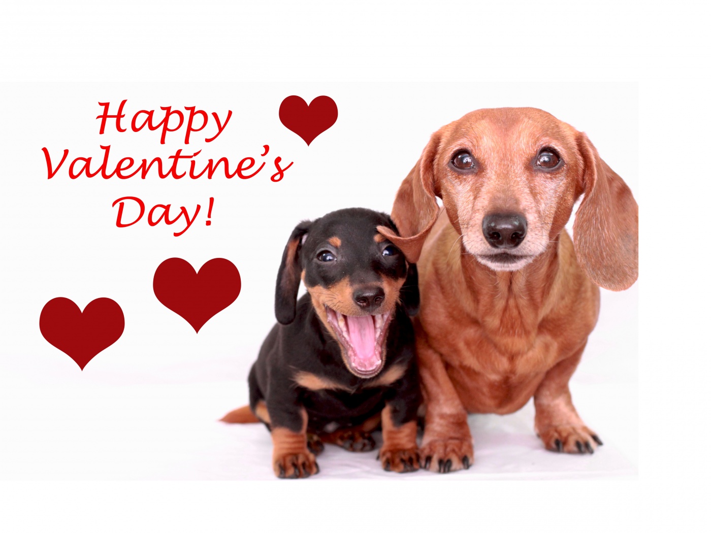 Cute Dogs - Happy Valentines Day