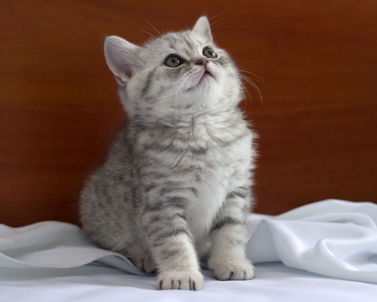 Cute Kitten