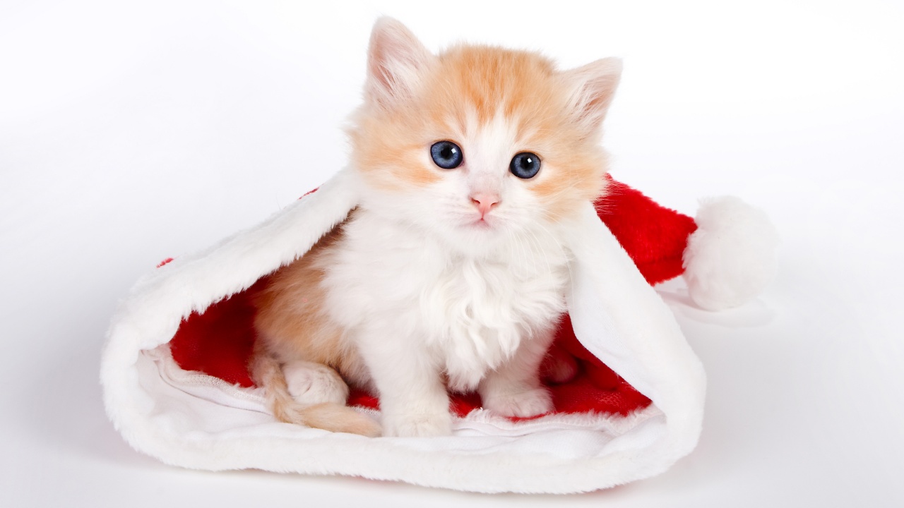 Cute Kitten In Santa Hat