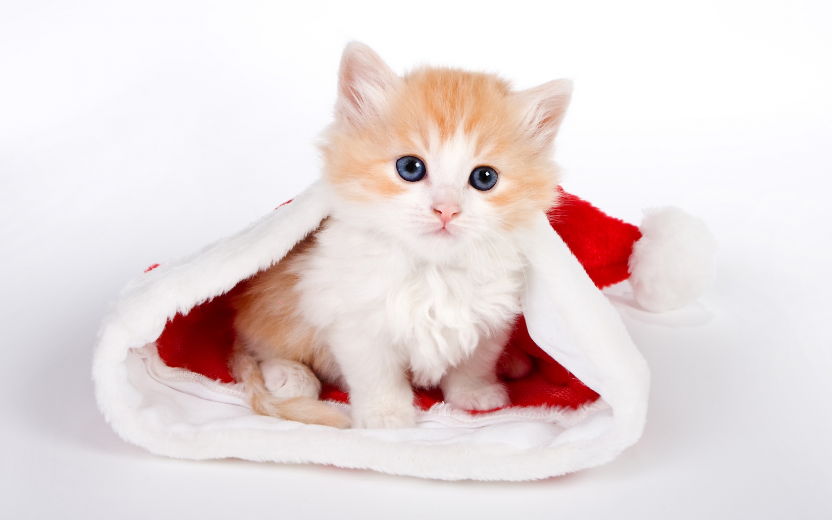 Cute Kitten In Santa Hat