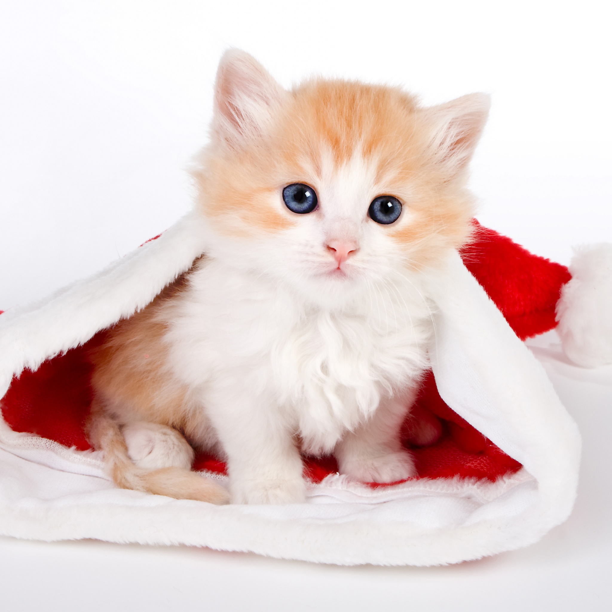 Cute Kitten In Santa Hat