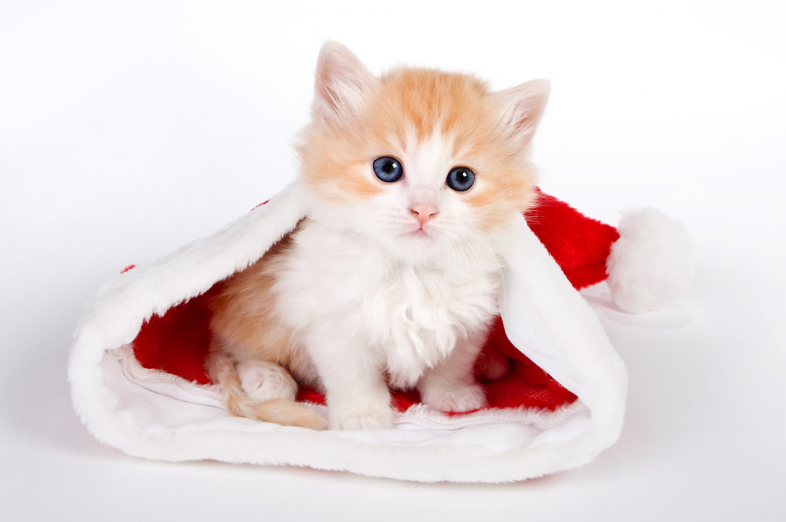 Cute Kitten In Santa Hat