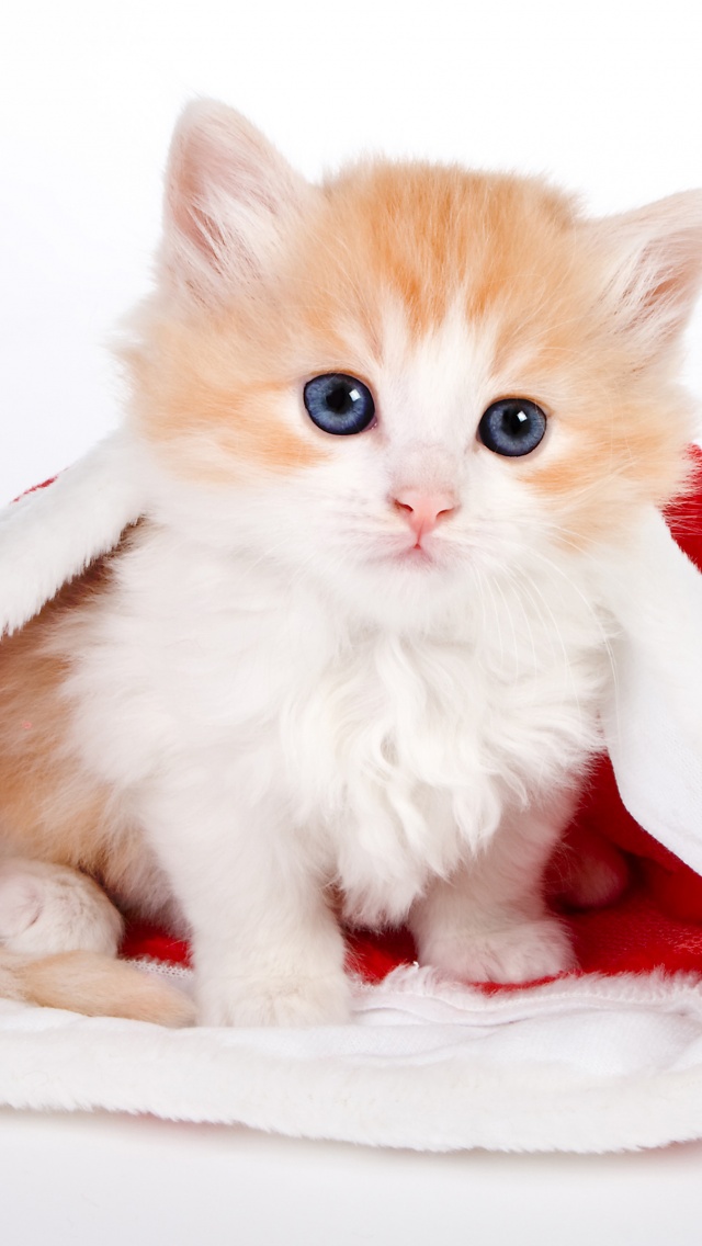 Cute Kitten In Santa Hat