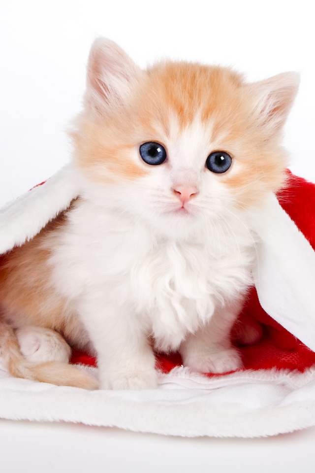 Cute Kitten In Santa Hat