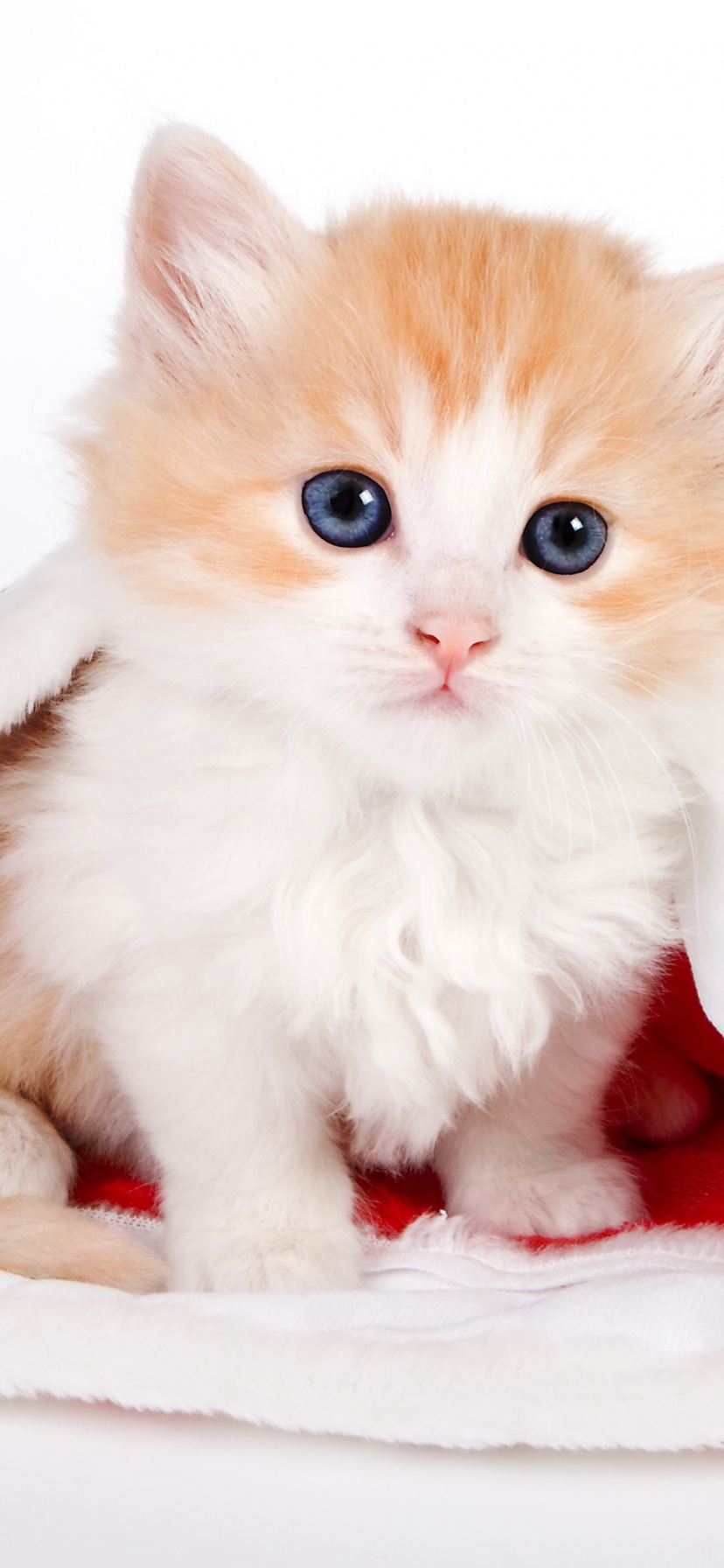 Cute Kitten In Santa Hat